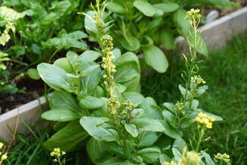 aphids on white cabbage, choy sum, mustard Chinese flower (Brassica Chinensis Linn.) in morning...