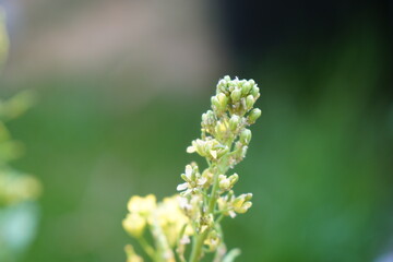 aphids on white cabbage, choy sum, mustard Chinese flower (Brassica Chinensis Linn.) in morning light. Organic food and vegetables gardening or city farming concept. beauty nature background.