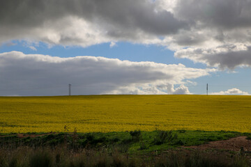 wind farm in the field