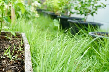 Green grass and weed on pathway or edge of plant plot in garden with morning light. Urban farming and gardening. Mowing or cutting and management agriculture concept.