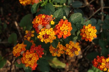 Beauty yellow and orange color flower common name Cloth of gold, Hedge flower, Lantana, Weeping lantana, or White sage bush (Lantana camara L.) with morning light, nature background.