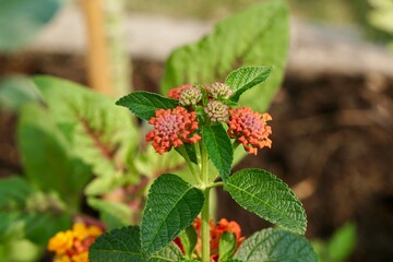 yellow and orange color flower buds common name Cloth of gold, Hedge flower, Lantana, Weeping lantana, or White sage bush (Lantana camara L.) with morning light, nature background.