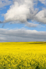 rapeseed field and sky