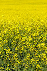 field of yellow flowers