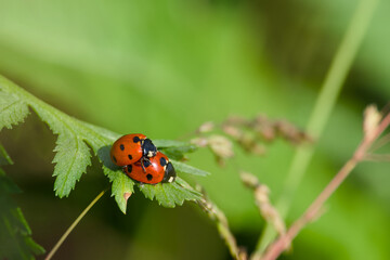 ladybugs mating on a plant leaf
