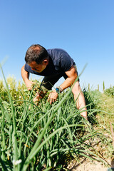 Farmer Hand Cleaning Ecological Onion Garden on Sunny Day