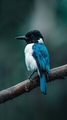 Obraz premium A blue bird with a black head rests on a branch