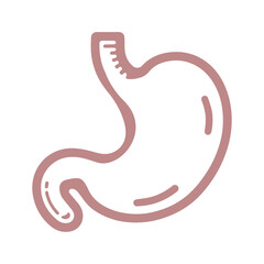 Stomach vector line icon flat design