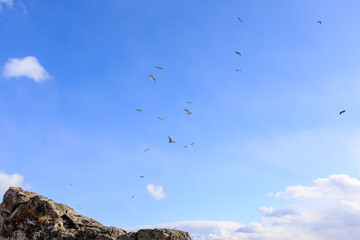 北海道白老町、カモメが飛び交う初冬のアヨロ海岸【12月】