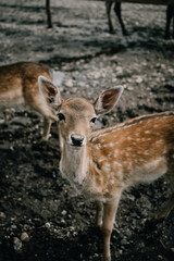 Close-Up Portrait of a Young Deer in the Wild