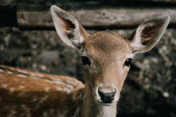 Close-Up Portrait of a Young Deer in the Wild
