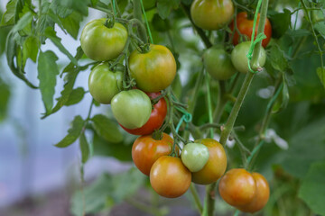 A bunch of tomatoes ripens on a bush in a greenhouse