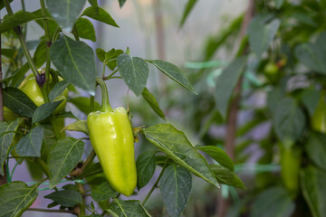Bell peppers ripen on a bush in a greenhouse