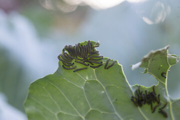 Cabbage butterfly caterpillar eats cabbage leaf. Pests eat cabbage leaves. Pests destroy cabbage crop
