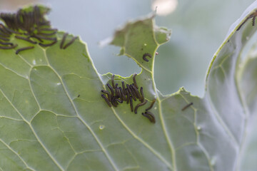 Cabbage butterfly caterpillar eats cabbage leaf. Pests eat cabbage leaves. Pests destroy cabbage crop