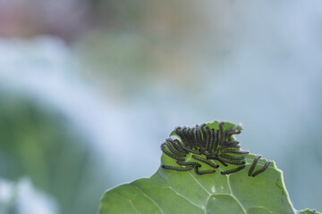Cabbage butterfly caterpillar eats cabbage leaf. Pests eat cabbage leaves. Pests destroy cabbage crop