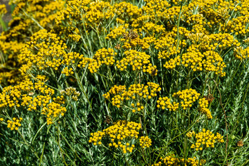 Obraz premium Fleurs d'helichryse, helichrysum stoechas