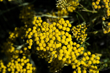 Fleurs d'helichryse, helichrysum stoechas