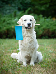 Beautiful golden retriever sitting on a grass in summer holding a flag in its mouth.