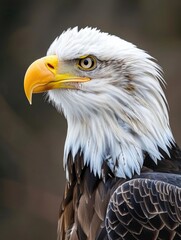 Obraz premium A close-up shot of a bald eagle's majestic head, suitable for wildlife or nature-themed projects