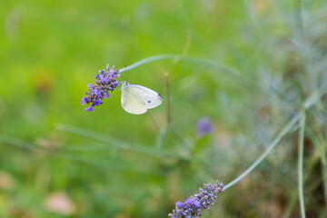 Papillon sur brin de lavande