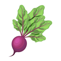 Beets with tops, isolated on a white background. Vector illustration of a vegetable.