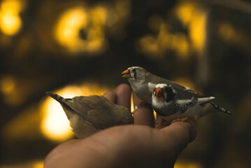 Fototapeta premium little cute finches taking their food from a human hands. High quality photo