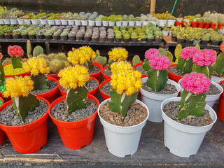 Colorful miniature desert succulent plants are on sale at a shop on a plant and gardening festival.