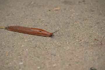 Arion vulgaris. Spanish slug slowly crawls