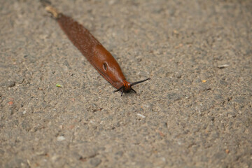 Arion vulgaris. Spanish slug slowly crawls