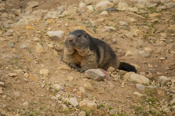 Fototapeta premium Alpine marmot sitting on a stone