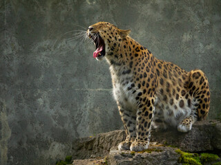 Amur leopard Panthera pardus orientalis. sitting on the surface of a large rock. © Dead Tree World