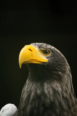 Head of steller's sea eagle