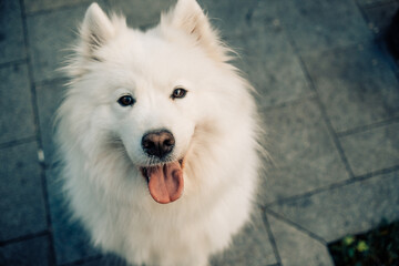 portrait of a happy fluffy samoyed dog walking outdoors in summer