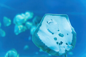 closeup of stingray fish in front of the camera in the aquarium, other fishes in the background. High quality photo