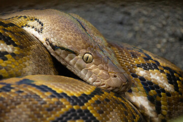 Snake close up  Boa eye and skin