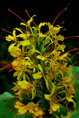 Kahili ginger or Hedychium gardnerianum.