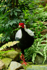 male silver pheasant, native to Thailand