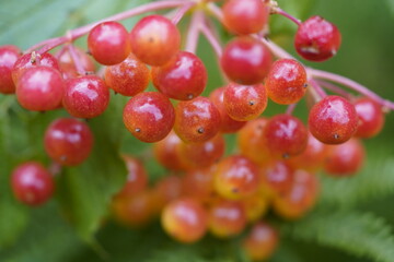 Viburnum opulus, the guelder-rose or guelder rose is a species of flowering plant in the family Adoxaceae (formerly Caprifoliaceae) native to Europe, northern Africa and central Asia.