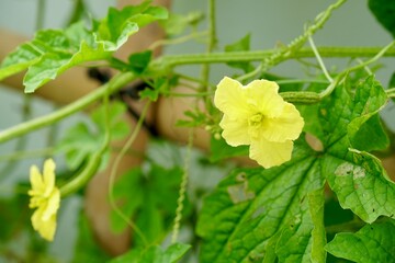 Yellow pistil flower of Bitter Gourd, Balsam apple, Leprosy Gourd or Chinese bitter melon. Organic food and vegetables gardening or city farming concept. beauty nature background.with copy.