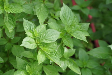 Sweet basil leaves in sunlight. Organic food and vegetables gardening or city farming concept. beauty nature background.