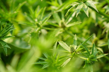 Selective focus on flower buds of Culantro, stink weed, Long coriander or Sawtooth coriander. Fresh...