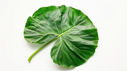 Obraz premium A large, round green leaf featuring radial veins extending from a central stem, perfect for natural or botanical-themed projects and adding a touch of lush beauty.