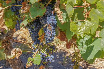 Vines with ripe and unripe grapes in the vicinity of Canelones, north of Montevideo. Selective focus on the nearby grapes