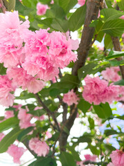 Pink sakura flowers close-up on a background of green leaves