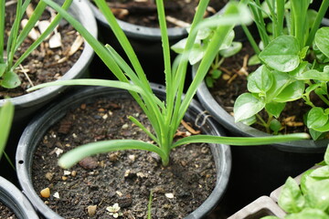 Green leaves of Garlic chives, Leek Chinese chives, Oriental garlic or Chinese leek. Herbs, healthy food, Organic food, vegetables gardening or city farming concept. beauty nature background.