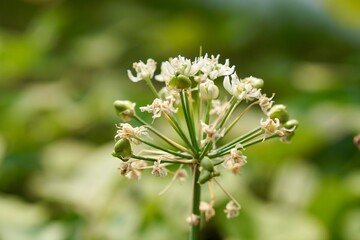 White flower and seed of Garlic chives, Leek Chinese chives, Oriental garlic or Chinese leek. Herbs, healthy food, Organic food and vegetables gardening or city farming concept. nature background.