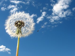 Obraz premium dandelion against blue sky