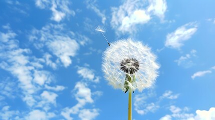 Fototapeta premium dandelion against blue sky