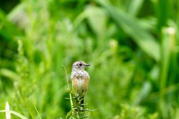 ノビタキの幼鳥